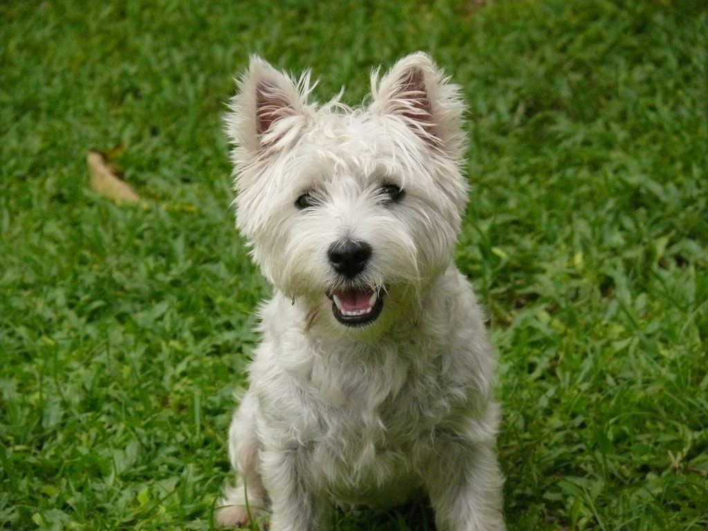 dog, west highland terrier, westie-2400814.jpg