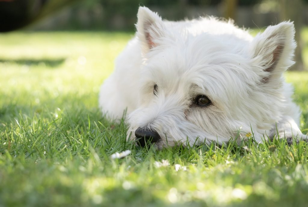 dog, westie, nature-4146185.jpg